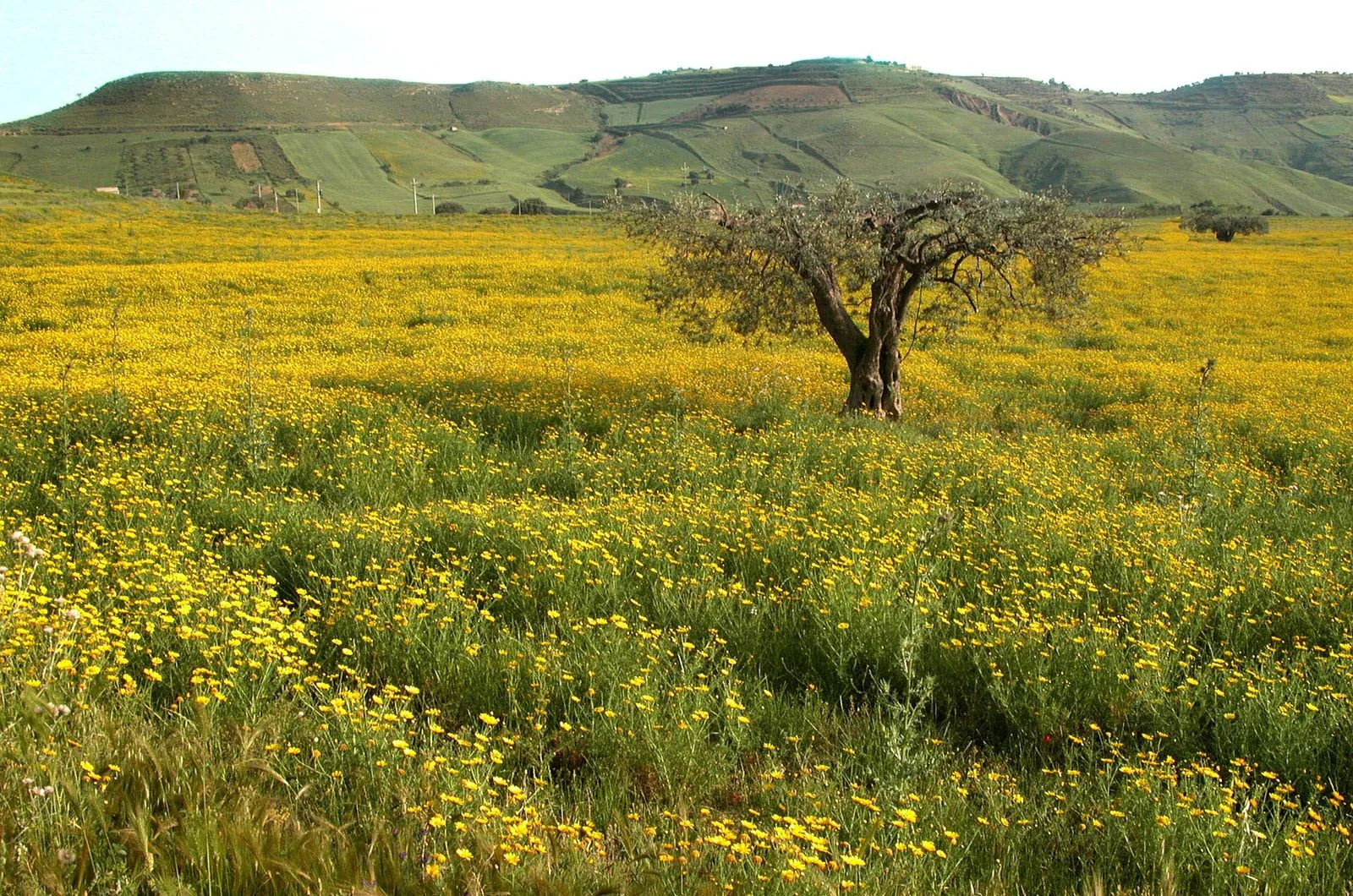 Le colline siciliane coperte dalla fioritura gialla di primavera